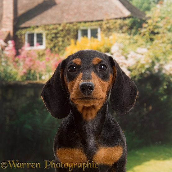 Black-and-tan Dachshund puppy portrait