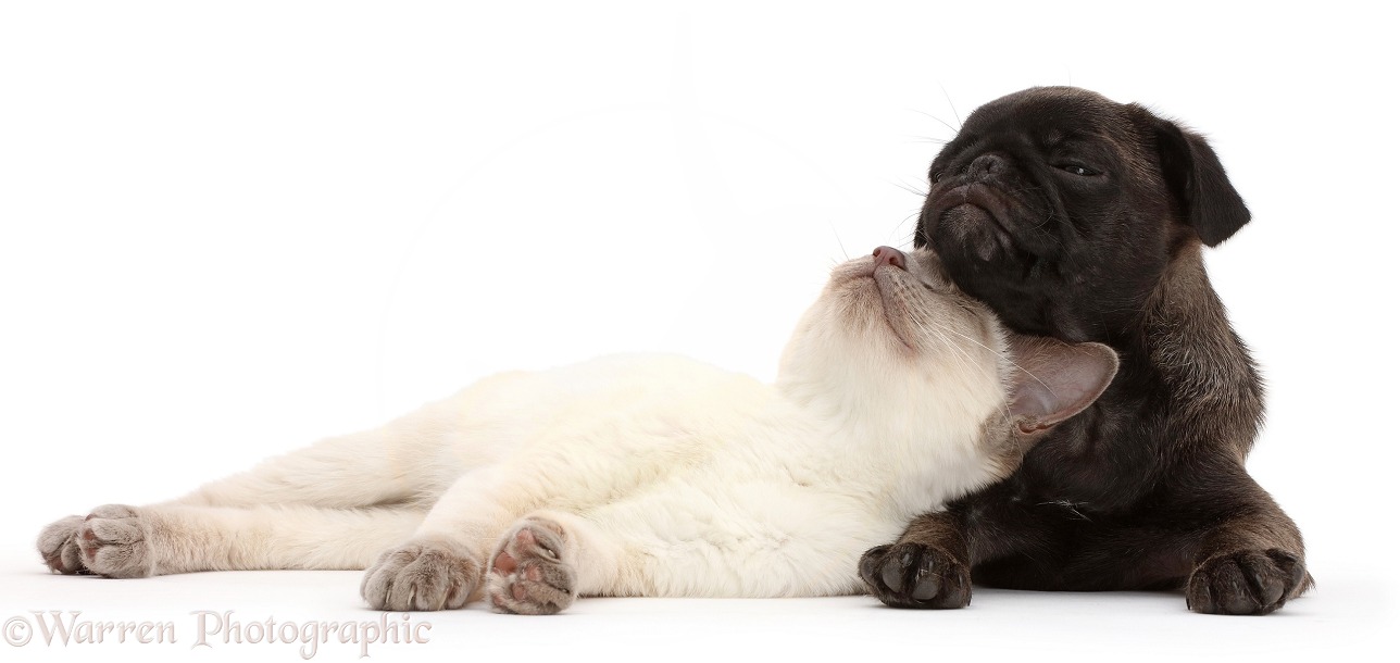 Blue-point kitten relaxing on Platinum Pug puppy, white background