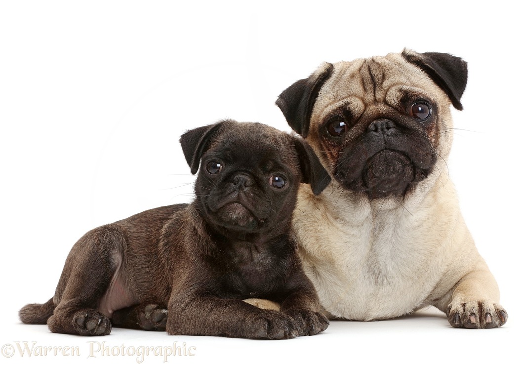 Portly Pug and puppy, white background