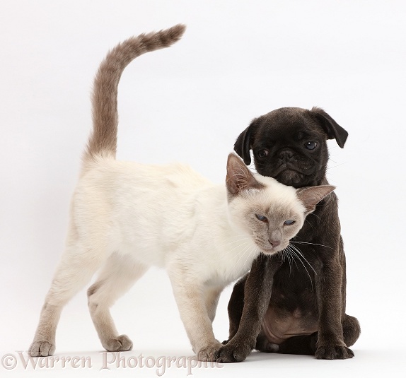Blue-point kitten rubbing against Platinum Pug puppy, white background
