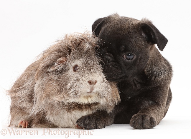 Platinum Pug puppy and Guinea pig, white background