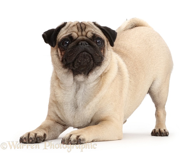 Portly Pug in play-bow, white background