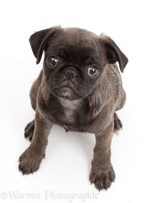 Platinum Pug sitting and looking up, white background