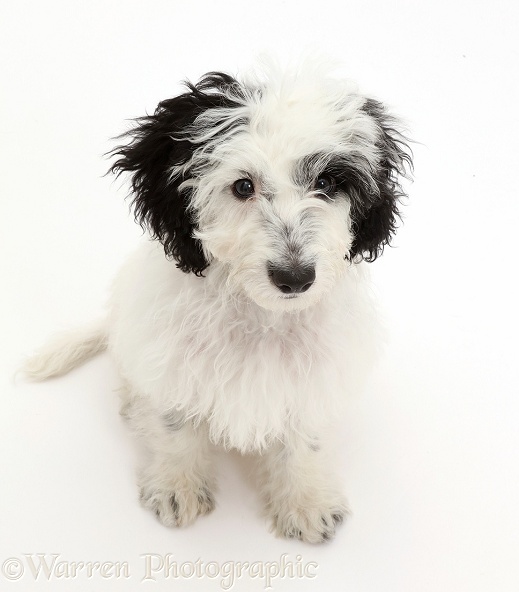 Black-and-white Cockapoo puppy, white background