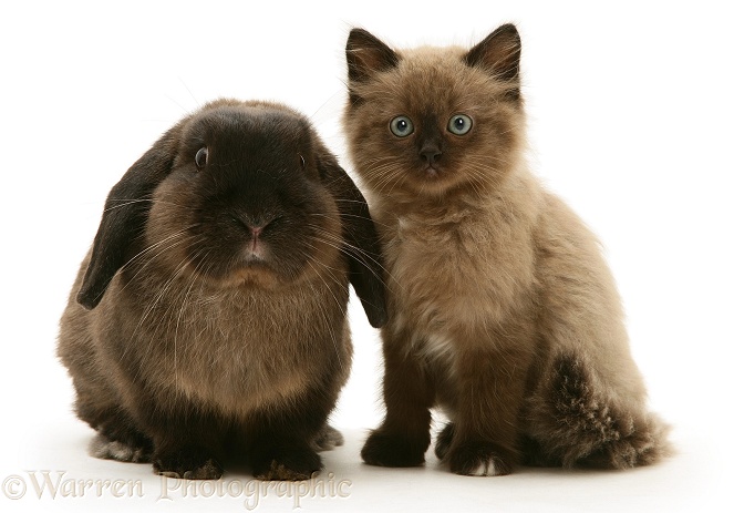 Chocolate Birman-cross kitten with chocolate Lop rabbit, white background