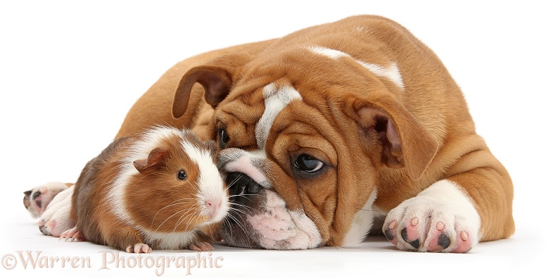 Bulldog pup, 11 weeks old, and Guinea pig, Amelia, white background