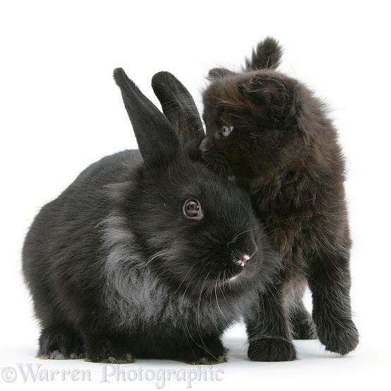 Black kitten with black Lionhead-cross rabbit, white background