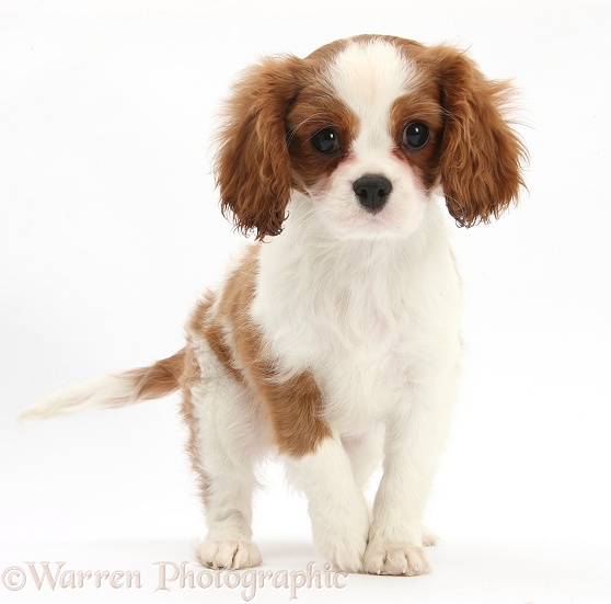 Blenheim Cavalier King Charles Spaniel pup, Harvey, 11 weeks old, white background