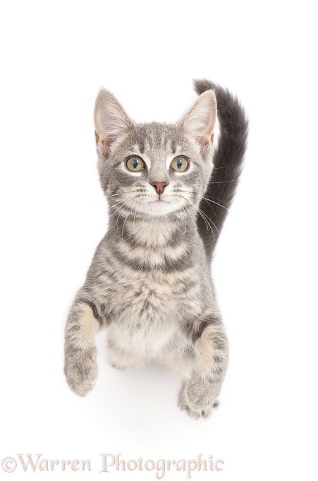 Grey tabby kitten standing and begging, white background