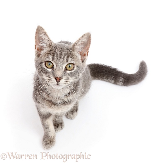 Grey tabby kitten sitting and looking up, white background