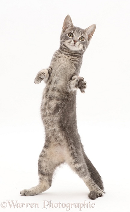 Grey tabby kitten standing up and grasping, white background