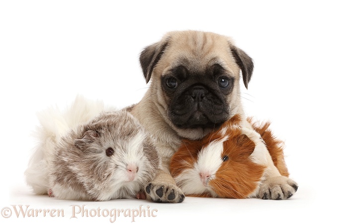 Pug pup and Guinea pigs, white background