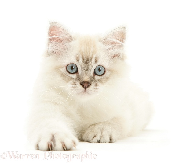 Birman-cross kitten, white background