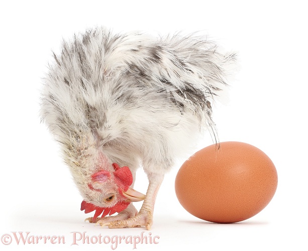 Silkie Serama Chicken looking back at egg, white background