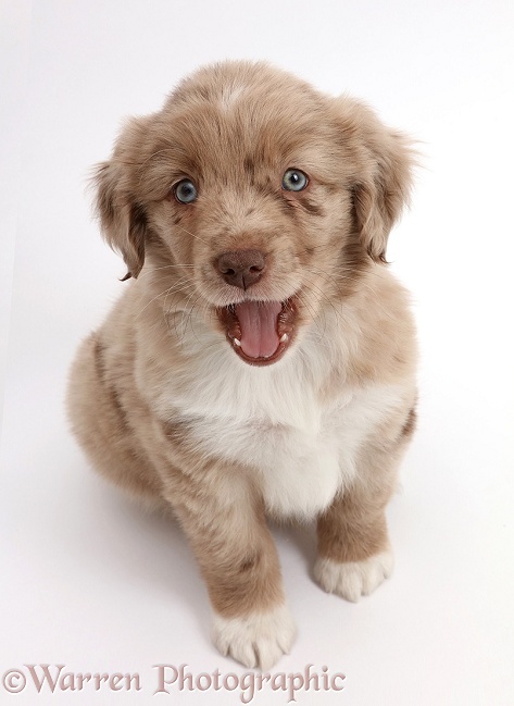 Mini American Shepherd puppy looking up and yawning, white background