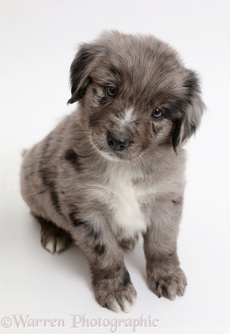 Mini American Shepherd puppy looking up, white background