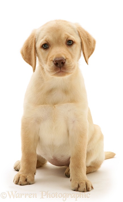 Yellow Labrador Retriever pup, white background