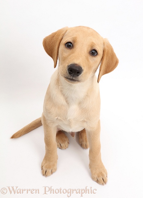 Yellow Labrador retriever puppy, Bruno, 11 weeks old, sitting and looking up, white background