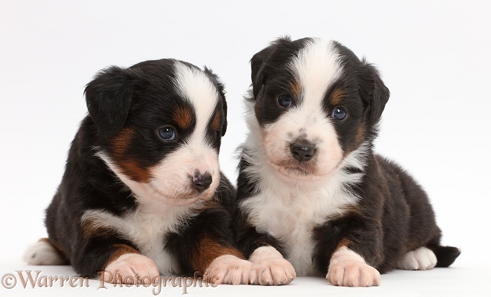 Two Mini American Shepherd puppies, 4 weeks old, white background
