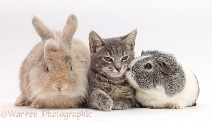 Grey tabby kitten, bunny and Guinea pig, white background