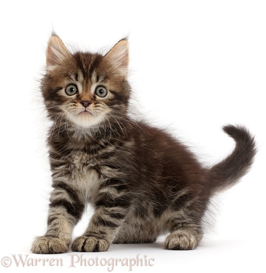 Tabby Persian-cross kitten, 7 weeks old, white background