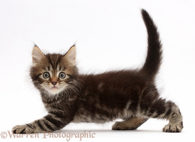 Tabby Persian-cross kitten, 7 weeks old, slinking across, white background