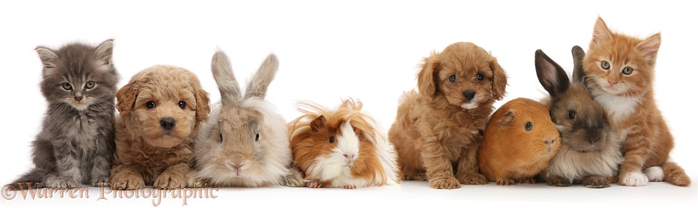 Grey kitten, Ginger kitten, Goldendoodle puppy, Cavapoo pup, with bunnies and Guinea pigs, white background