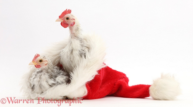 Silkie Serama Chickens in a Father Christmas hat, white background
