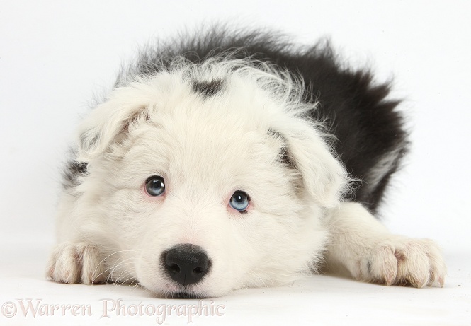 Black-and-white Border Collie bitch pup, Ice, 9 weeks old, lying with chin on the floor, white background