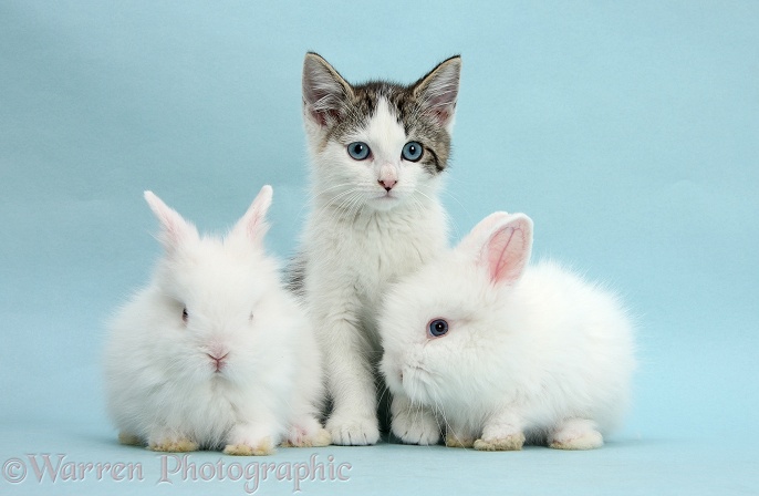 Blue-eyed tabby-and-white Siberian-cross kitten, 13 weeks old, with white rabbits on blue background