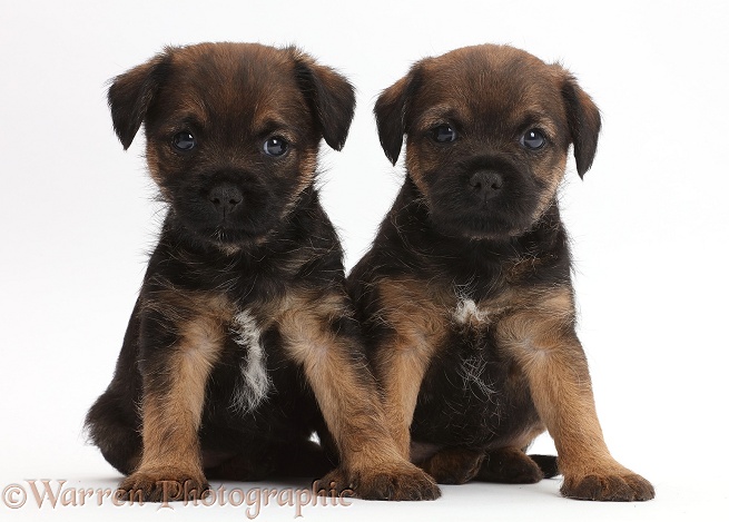 Border Terrier puppies, 5 weeks old, white background