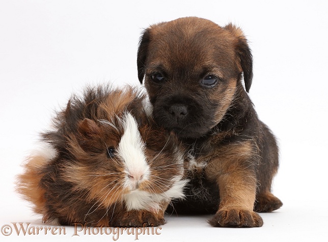 Border Terrier puppy, 5 weeks old, and Guinea pig, white background