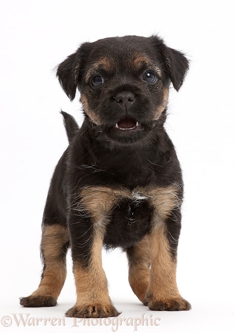 Border Terrier puppy, 5 weeks old, standing, white background