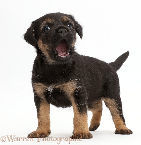 Border Terrier puppy, 5 weeks old, playfully snapping, white background