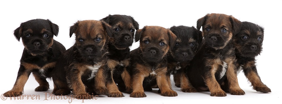 Seven Border Terrier puppies, 5 weeks old, white background