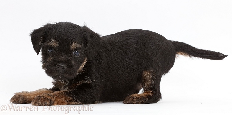 Border Terrier puppy, 5 weeks old, in play-bow, white background