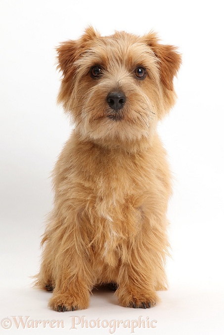 Norfolk Terrier dog, Otto, 1 year old, white background