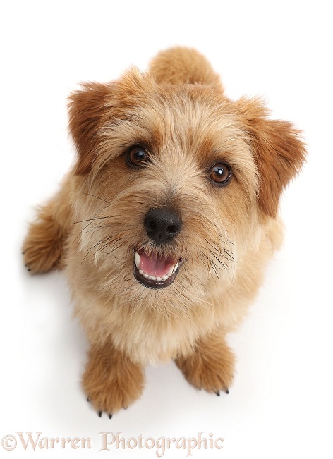 Norfolk Terrier dog, Otto, 1 year old, white background