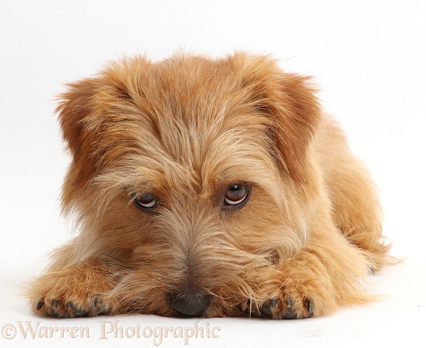 Norfolk Terrier dog, Otto, 1 year old, nose to the floor, white background