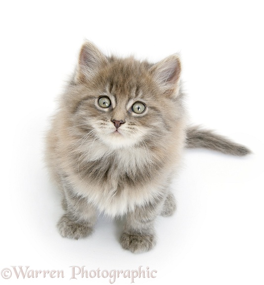 Maine Coon kitten, 7 weeks old, looking up, white background
