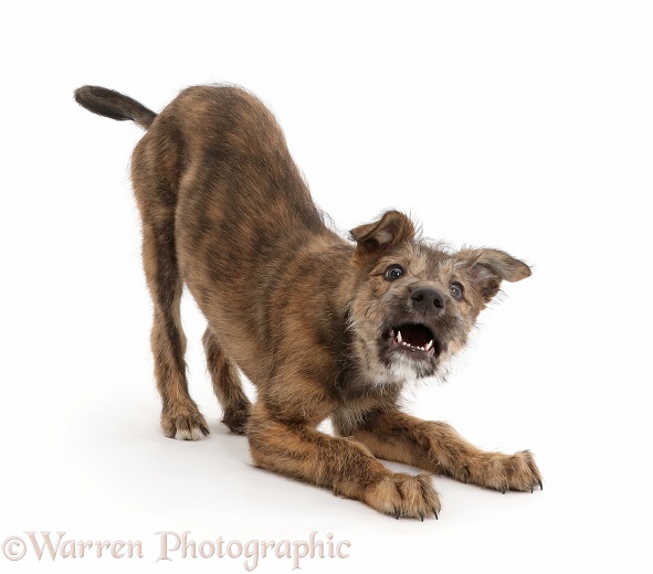 Brindle Lurcher dog in play-bow, white background