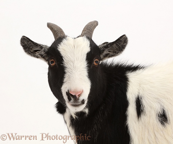 Black-and-white Pygmy Goat, white background