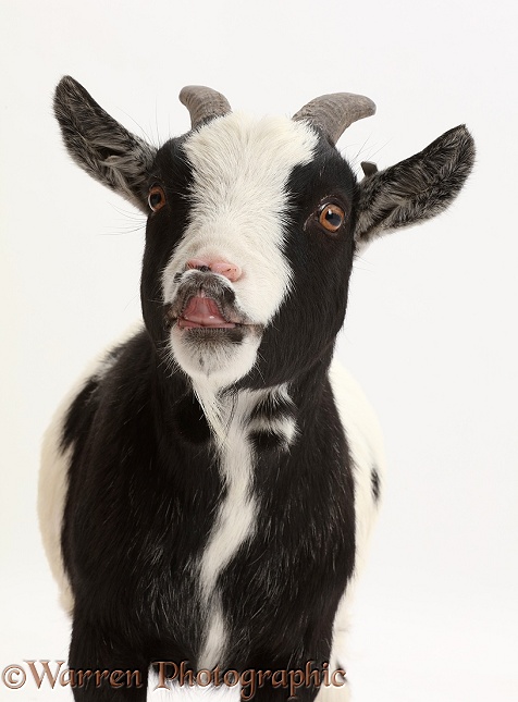 Black-and-white Pygmy Goat flehming, white background