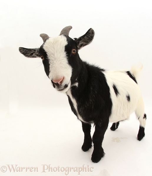 Black-and-white Pygmy Goat, white background