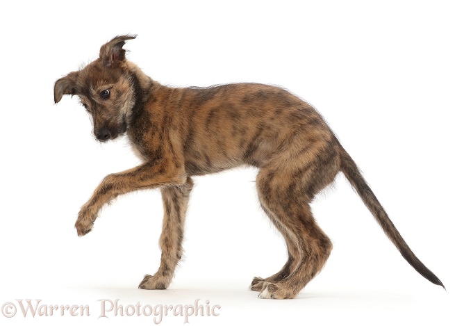 Brindle Lurcher dog puppy with raised paw, white background
