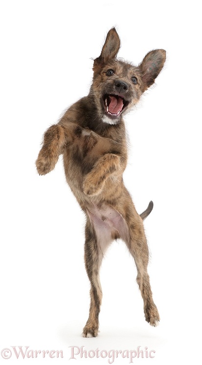 Brindle Lurcher dog puppy jumping up, white background