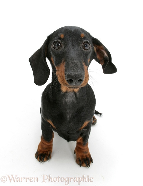 Black-and-tan Miniature Dachshund, sitting and looking up, white background
