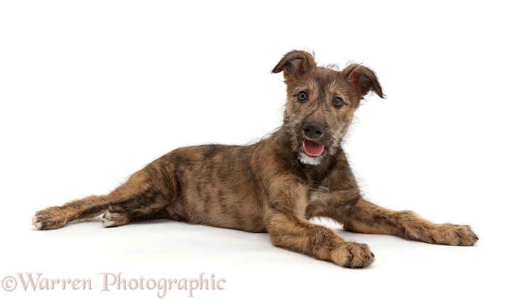 Brindle Lurcher dog puppy lying, white background