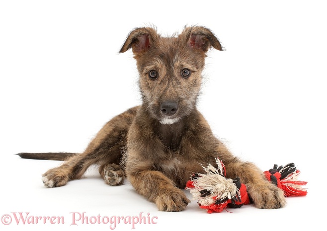 Brindle Lurcher dog puppy lying head up with ragger toy, white background