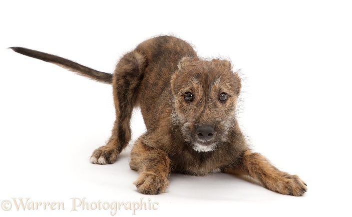 Brindle Lurcher dog puppy in play-bow, white background